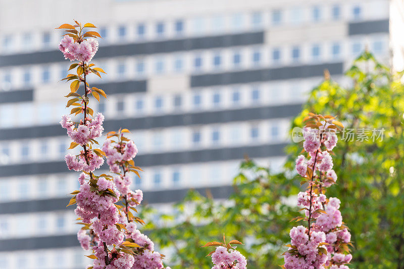 一棵日本樱桃(Prunus serrulata)树的特写照片